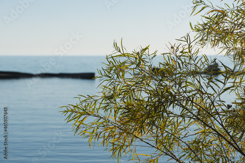 willow tree shrub on the beach (view of lake a break water) © eugen