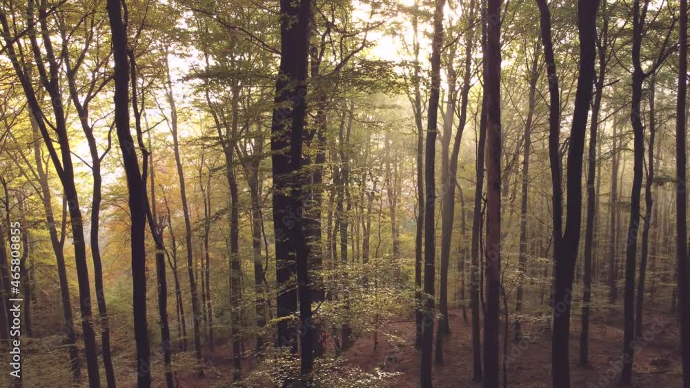 Drohnenaufnahme, Nebelstimmung im Herbstwald Drohnenaufnahme, Nebelstimmung im Herbstwald