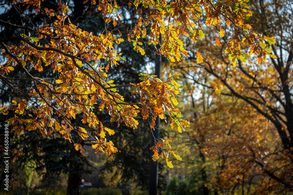 golden autumn in the park of Moscow golden autumn in the park of Moscow