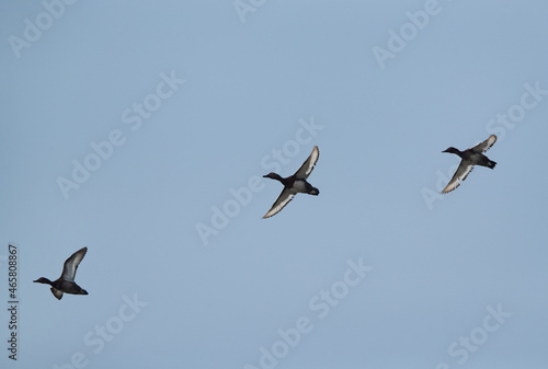 Ferruginous ducks flying at Asker marsh, Bahrain