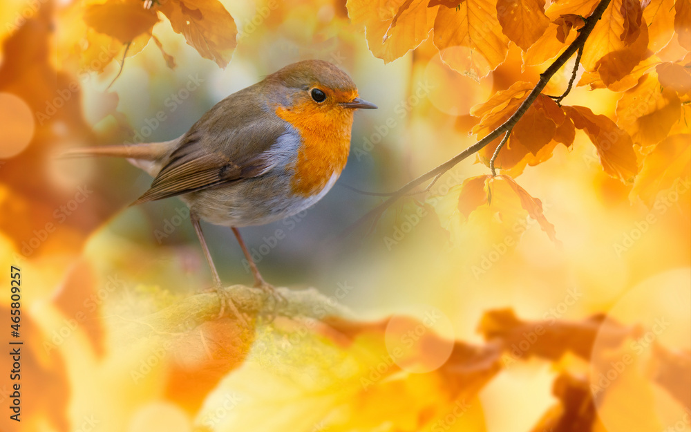 Red Robin (Erithacus rubecula) bird close up in a forest Red Robin (Erithacus rubecula) bird close up in a forest