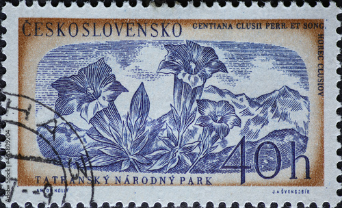 Czechoslovakia Circa 1957: A postage stamp printed in Czechoslovakia showing a Gentian (Gentiana clusii) in the Tatra National Park photo