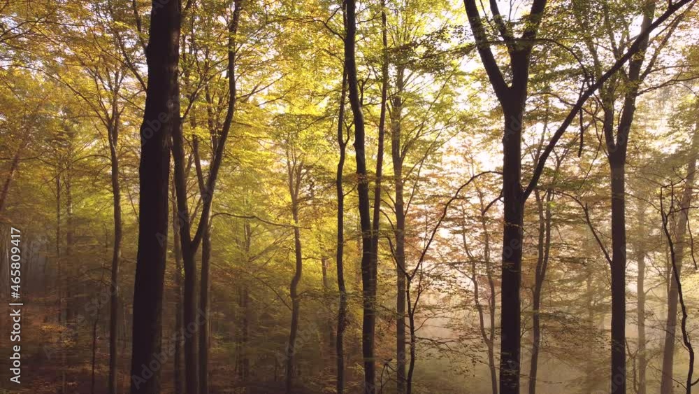 Drohnenaufnahme, Nebelstimmung im Herbstwald Drohnenaufnahme, Nebelstimmung im Herbstwald