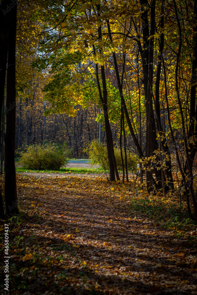 Obraz premium golden autumn in the park of Moscow