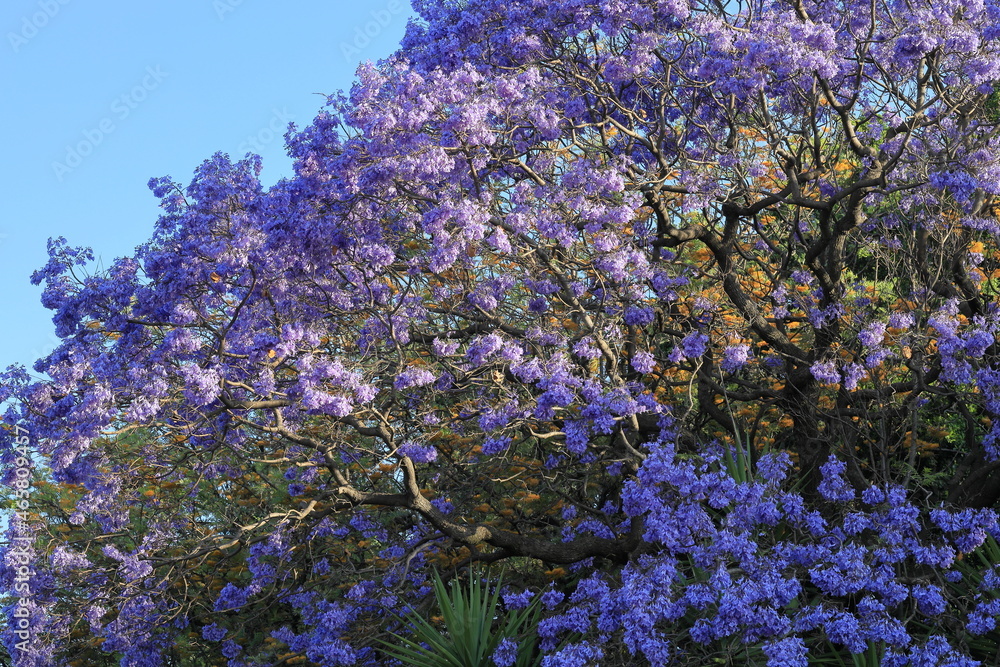 Closeup of Jacaranda tree purple blossoms in spring, with yellow flowers in background, against blue sky. Spring, nature, background concept.