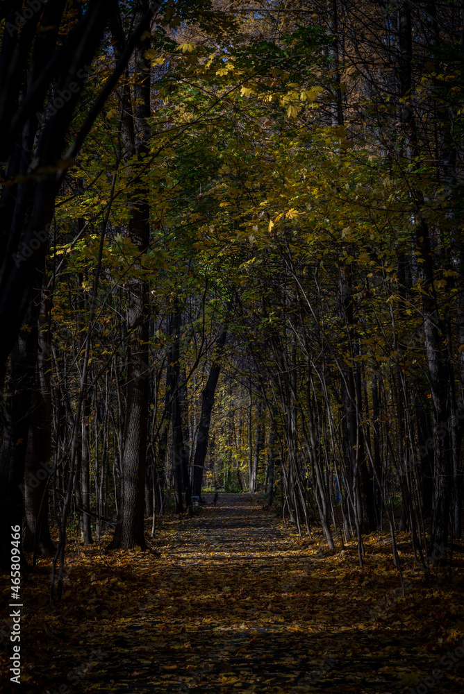 Fototapeta premium golden autumn in the park of Moscow