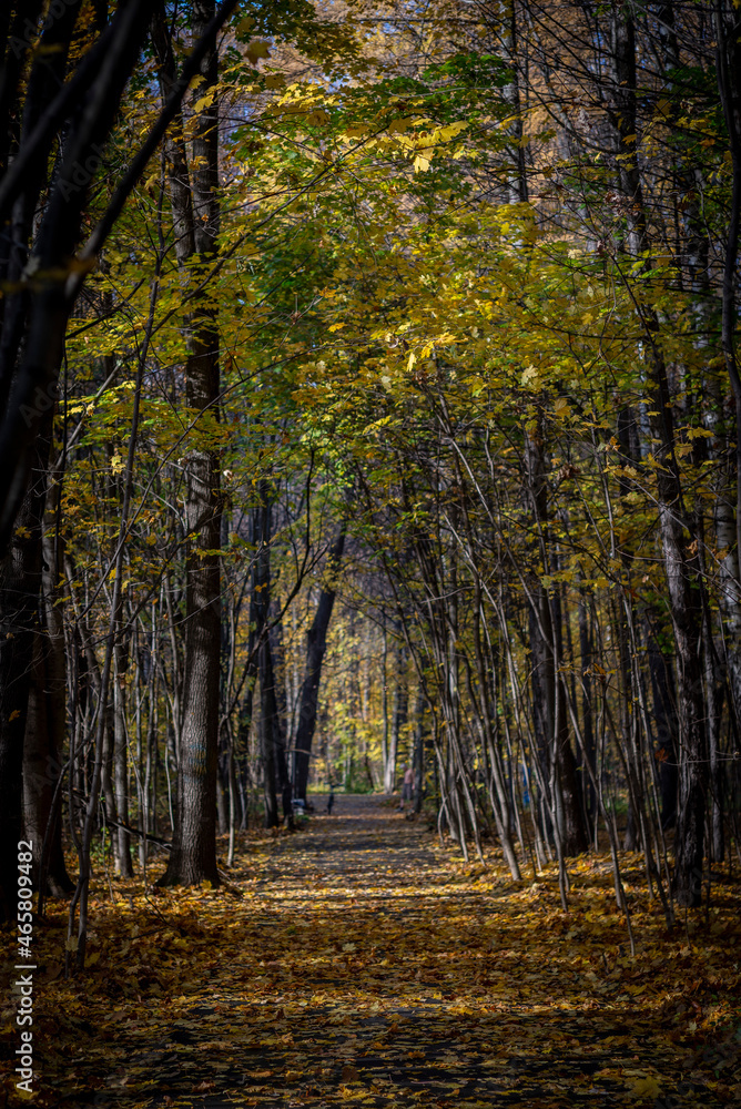 Fototapeta premium golden autumn in the park of Moscow