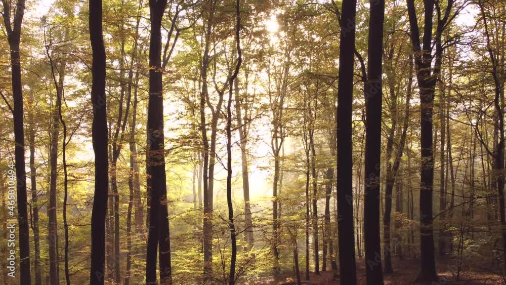 Drohnenaufnahme, Herbstwald mit Nebel und Sonne Drohnenaufnahme, Herbstwald mit Nebel und Sonne