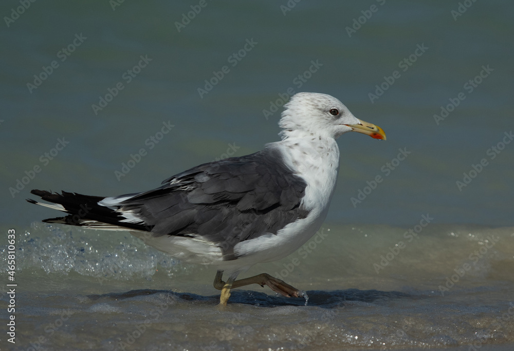 Lesser Black-backed Gull at Busaiteen coast, Bahrain Lesser Black-backed Gull at Busaiteen coast, Bahrain