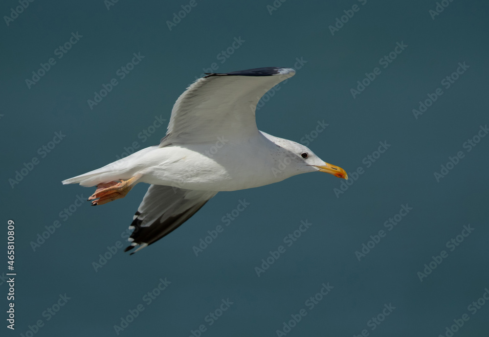 Caspian Gull in flight at Busaiteen coast of Bahrain Caspian Gull in flight at Busaiteen coast of Bahrain