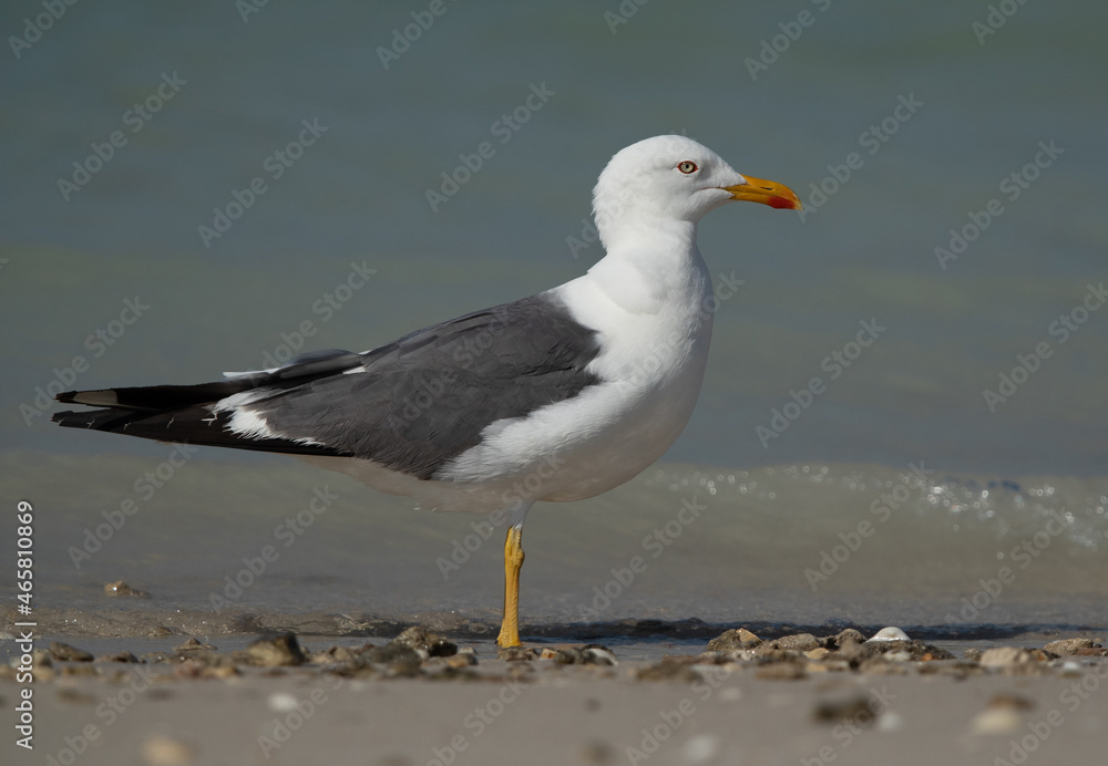 Yellow-legged Gull at Busaiteen coast of Bahrain