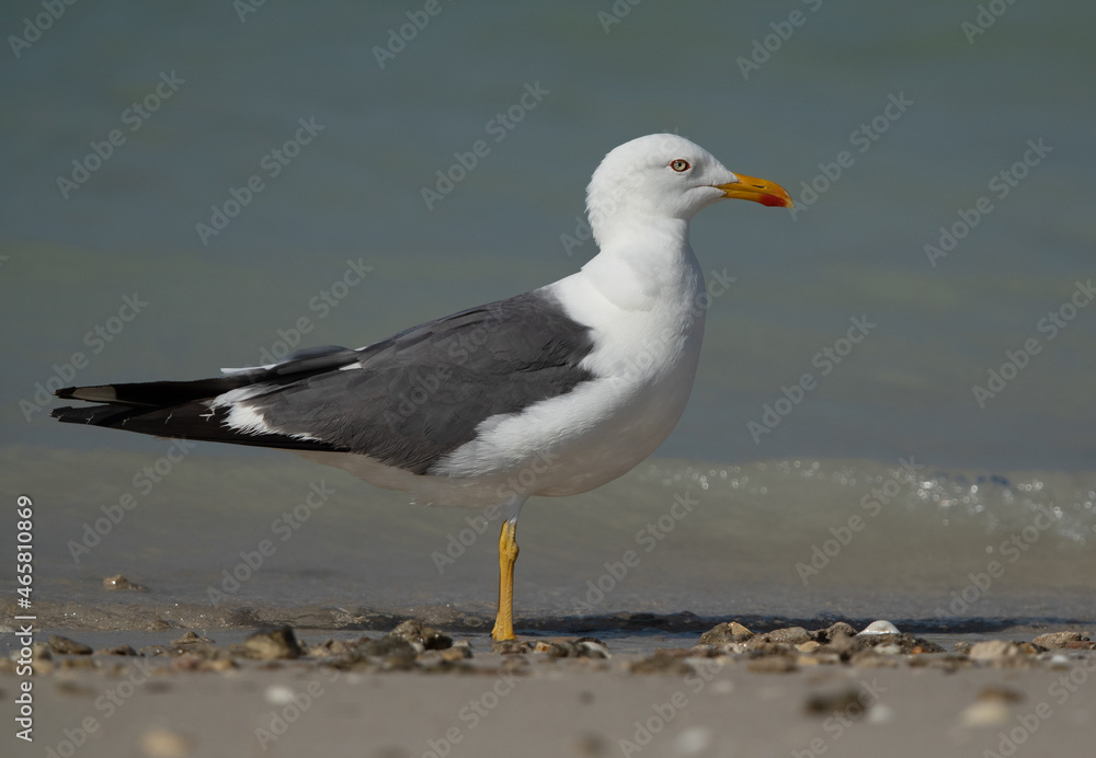 Yellow-legged Gull at Busaiteen coast of Bahrain Yellow-legged Gull at Busaiteen coast of Bahrain