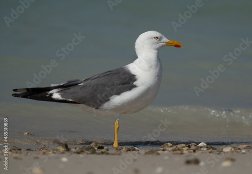 Yellow-legged Gull at Busaiteen coast of Bahrain