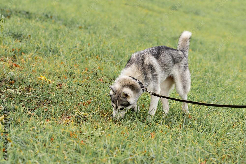 Obraz premium husky dog on a leash digging something on the lawn