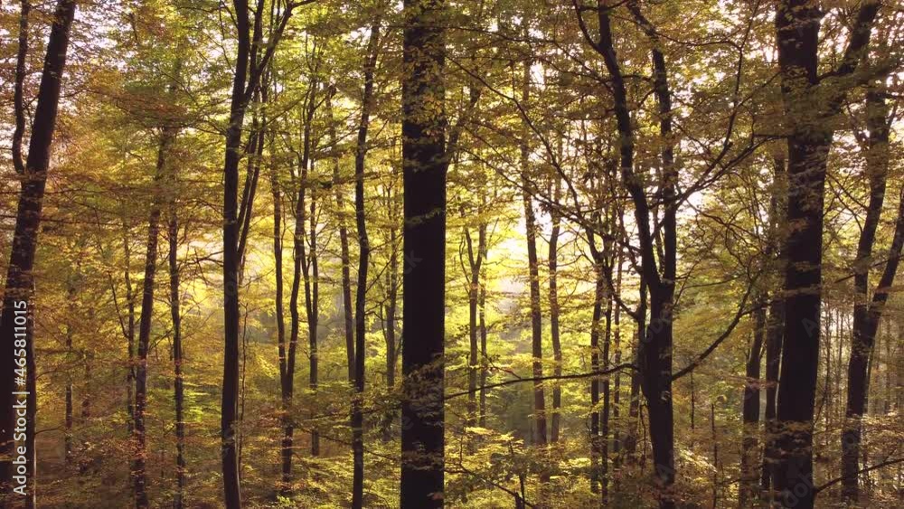 Drohnenaufnahme, Sonnenaufgang im Herbstwald Drohnenaufnahme, Sonnenaufgang im Herbstwald