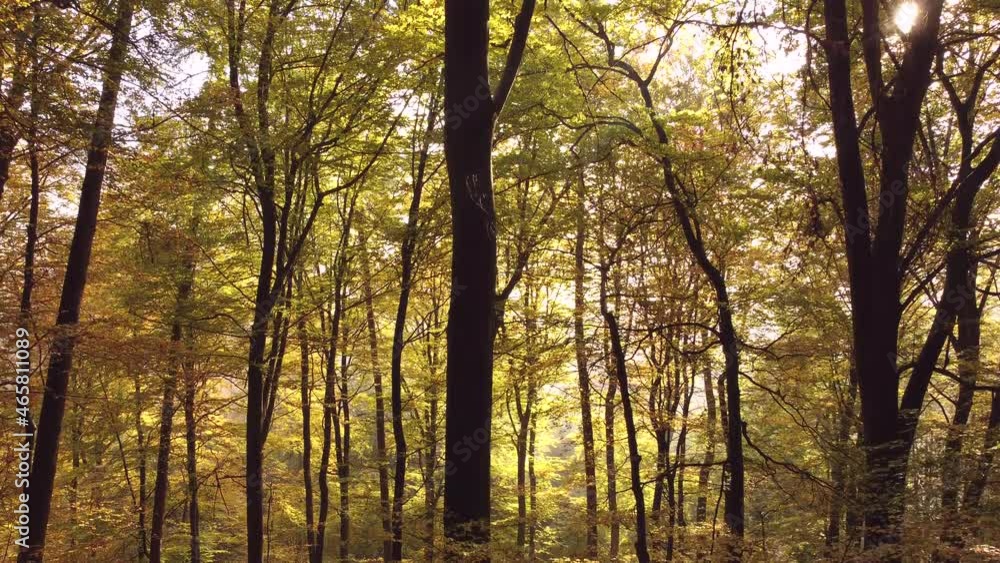 Drohnenaufnahme, Sonnenaufgang im Herbstwald Drohnenaufnahme, Sonnenaufgang im Herbstwald