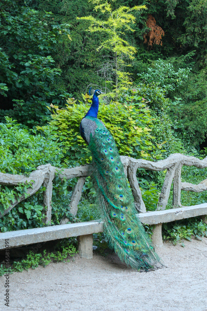 Obraz premium Peacock climbing a fence at the public park