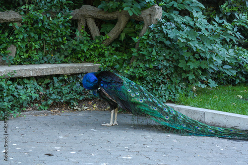 Peacock scraching at the public park photo