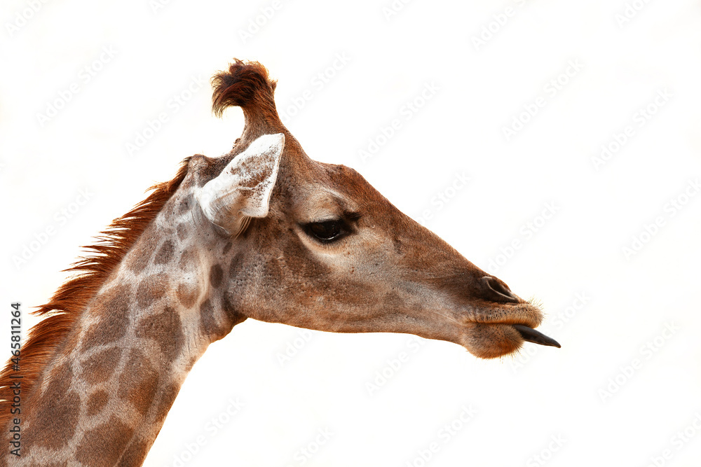 Obraz premium Giraffe is the tallest animal on the planet
