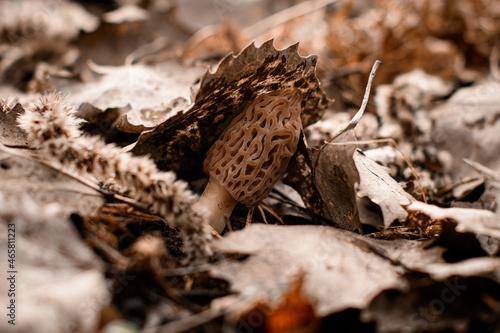 Selective focus on beautiful morel conical mushroom among dry leaves