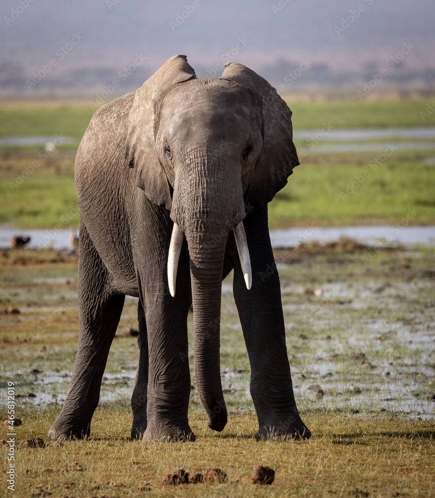 Obraz premium Elephant in Africa 