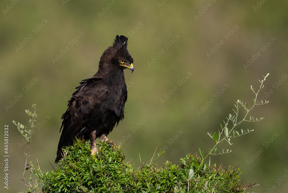 Obraz premium A long-crested eagle in Africa 