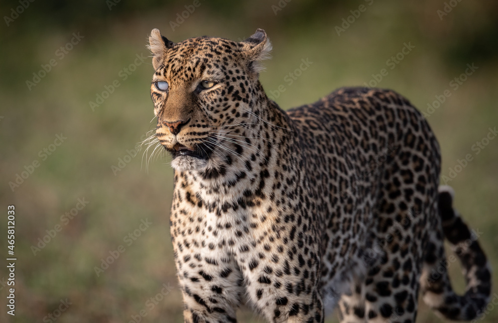 Fototapeta premium A leopard in the Mara, Africa