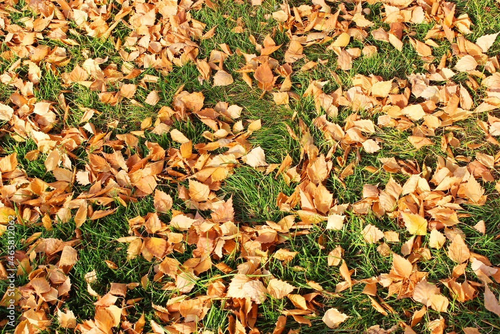 Autumn leaves texture. bright colours. texture. Autumn park grass ground with colorful leaves . High quality photo. the leaves are falling. close-up. forest texture. Dry birch, maple and oak leaves on