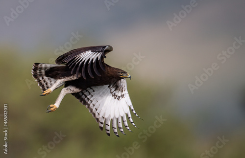 A long-crested eagle in Africa  © Harry Collins