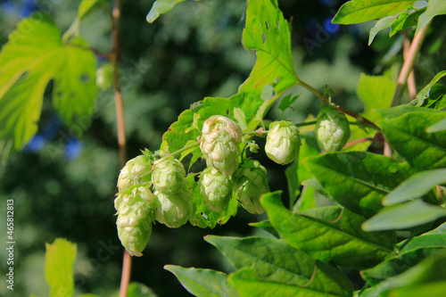 du houblon photo