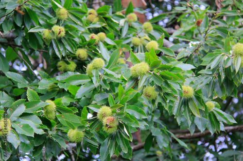 Wallpaper Mural beau  châtaignier Torontodigital.ca