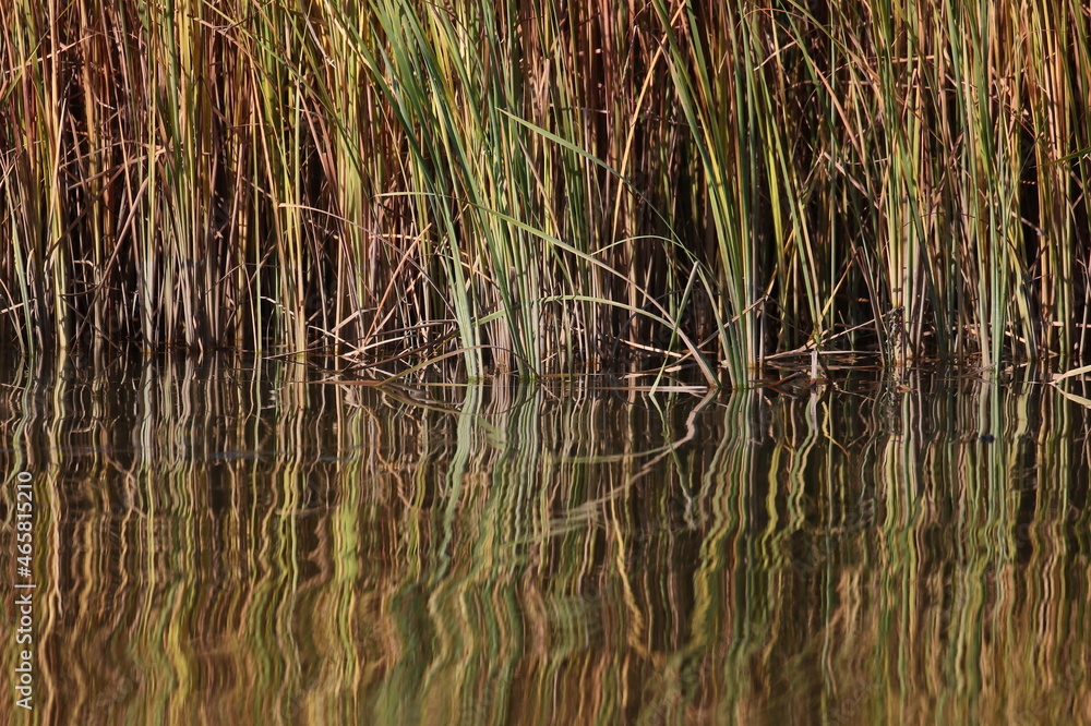 Colorful reed reflected in water background and texture Colorful reed reflected in water background and texture