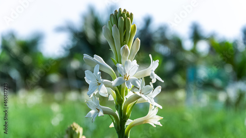 Fotografie White tuberose (sampangi) flower in nature background