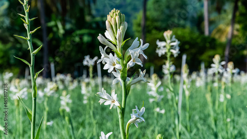 White tuberose (sampangi) flower in nature background