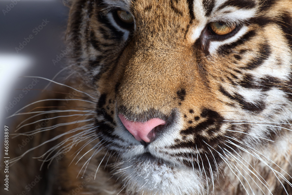Portrait of a young tiger with snow on the fur. Portrait of a young tiger with snow on the fur.