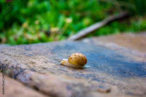 Small snail crawling on a concrete pavement 