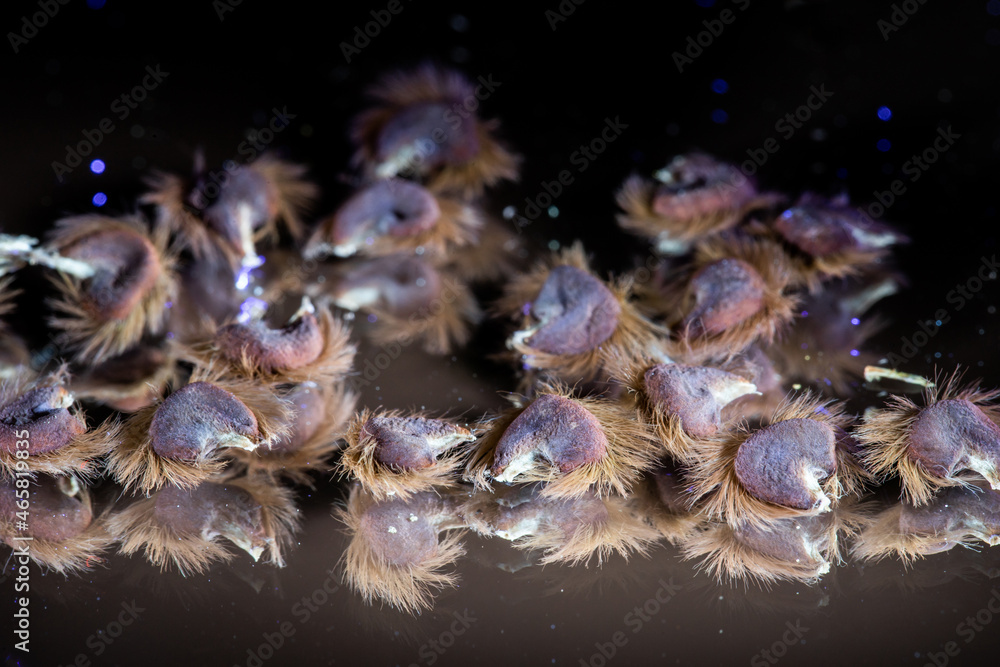 fluffy seeds