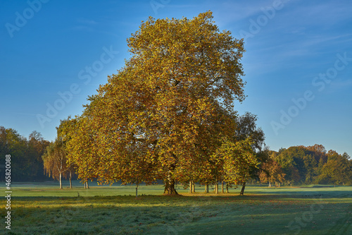 American plane tree on a golf course in autumn (Platanus occidentalis)