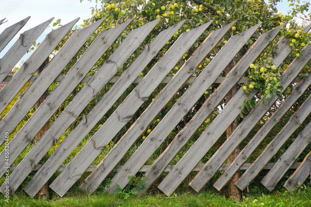 Creative fence. Wooden planks with a slope with apple tree Creative fence. Wooden planks with a slope with apple tree