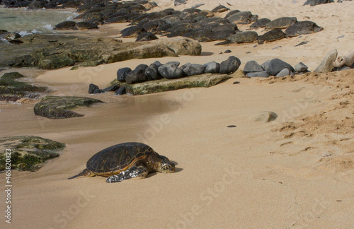 lot of turtles on the beach © Seth