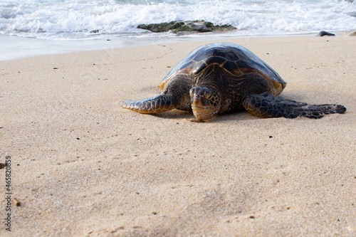 turtle on the beach photo