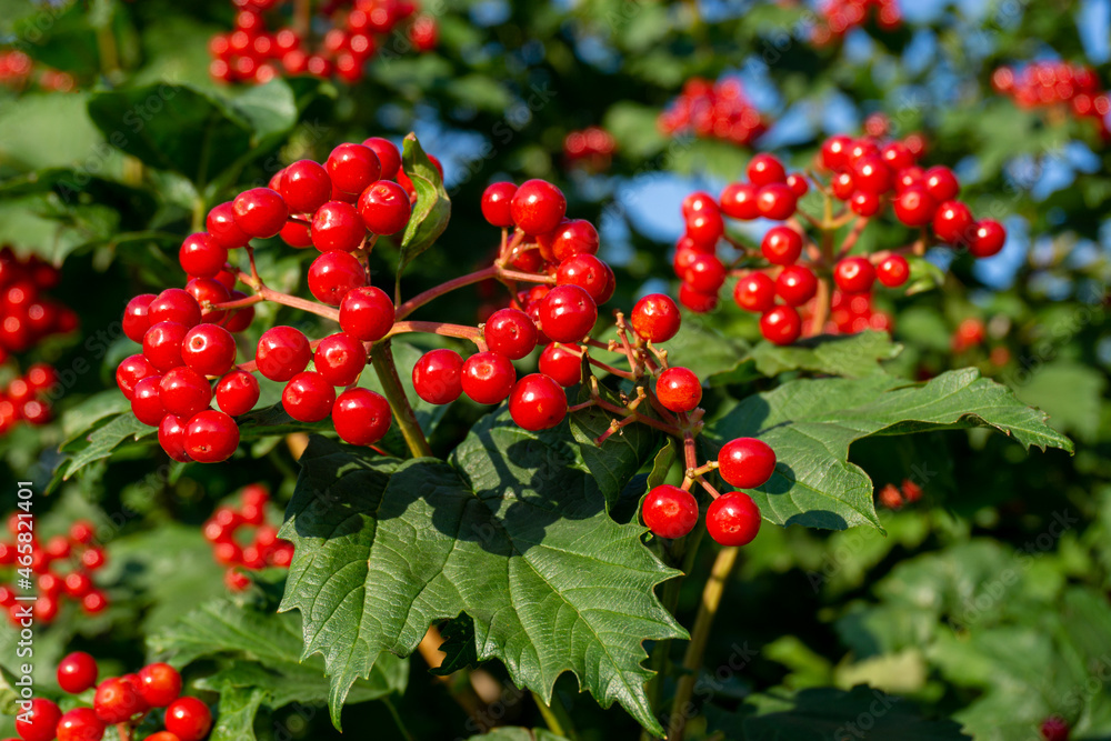 A branch of viburnum with a bouquet of ripe red berries A branch of viburnum with a bouquet of ripe red berries