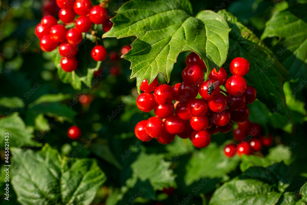 A branch of viburnum with a bouquet of ripe red berries on a sunny day A branch of viburnum with a bouquet of ripe red berries on a sunny day