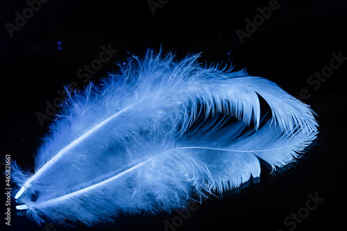feather