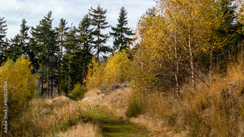 mountain path in the forest during the fall season