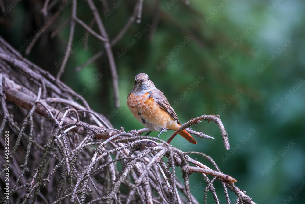 The common redstart female, Phoenicurus phoenicurus, is photographed in close-up sitting on a branch against a blurred background. The common redstart female, Phoenicurus phoenicurus, is photographed in close-up sitting on a branch against a blurred background.