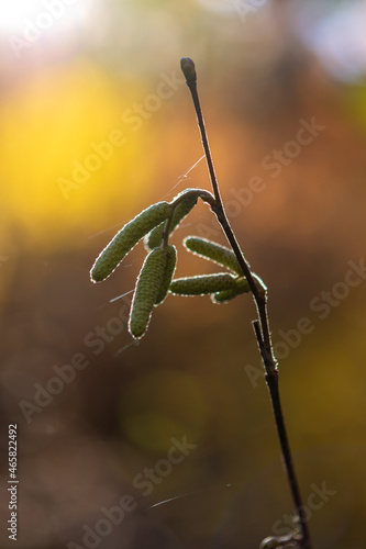 Wallpaper Mural autumn leaves in the forest Torontodigital.ca