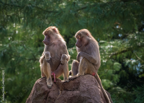Photography A macaque monkey group in a zoo in neunkirchen, copy space