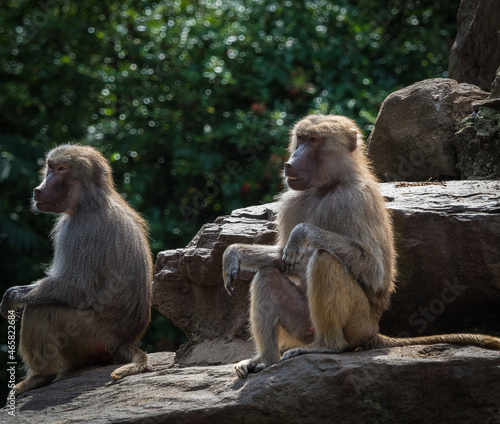 A macaque monkey group in a zoo in neunkirchen, copy space © Marrow83