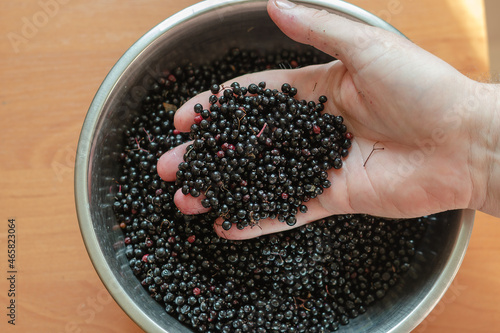 A man's hand and ripe black elderberries. Sambucus nigra in a metal bowl.